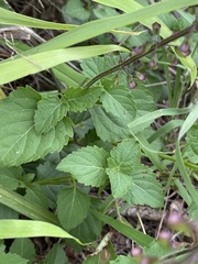 Orthosiphon suffrutescens