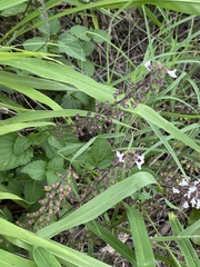 Orthosiphon suffrutescens