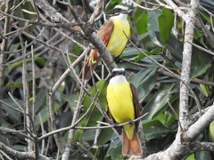Pitangus sulphuratus