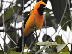 Icterus cucullatus