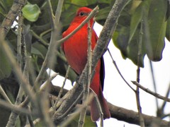 Piranga rubra
