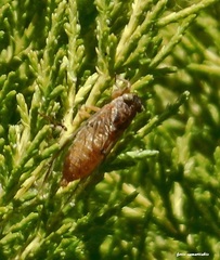 Pagiphora aschei