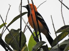 Icterus cucullatus
