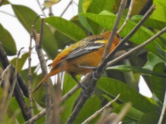 Icterus galbula