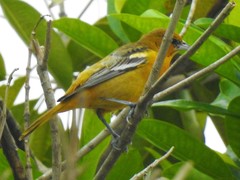 Icterus galbula