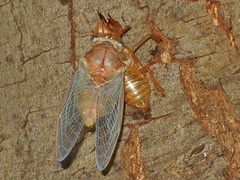 Cicada cretensis
