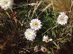 Hypochaeris incana