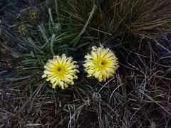 Hypochaeris incana
