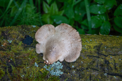 Pleurotus calyptratus
