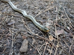 Thamnophis sirtalis