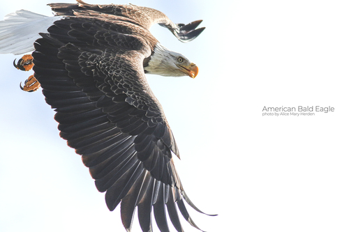 Bald Eagle photographed in Florida