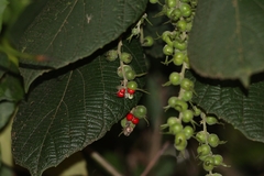Alchornea glandulosa
