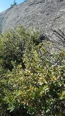 Quercus vacciniifolia