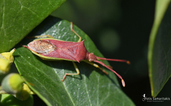 Plinachtus imitator