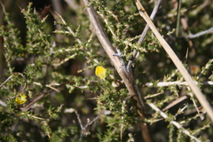 Aspalathus acuminata