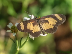 Acraea cabira