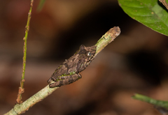 Scinax garbei