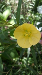 Ludwigia longifolia