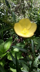 Ludwigia longifolia