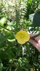 Ludwigia longifolia