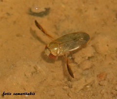 Corixa punctata
