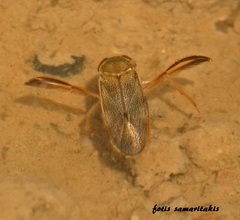 Corixa punctata