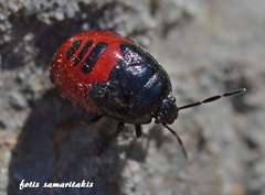 Canthophorus melanopterus