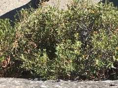 Quercus vacciniifolia