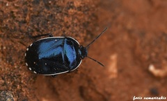Canthophorus melanopterus