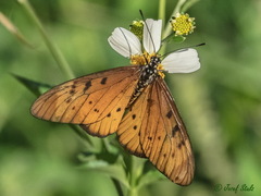 Acraea encedon