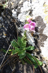 Digitalis minor