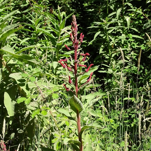 Devil's tobacco (Lobelia tupa)