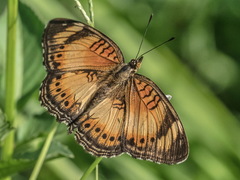 Junonia sophia