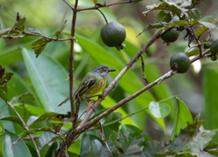 Todirostrum maculatum
