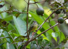 Todirostrum maculatum