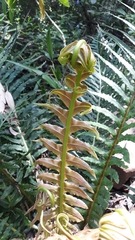 Blechnum brasiliense