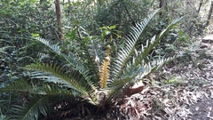 Blechnum brasiliense