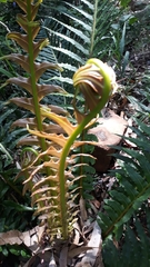 Blechnum brasiliense