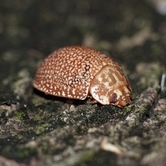 Paropsis omphale