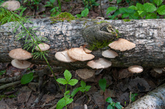 Pleurotus calyptratus