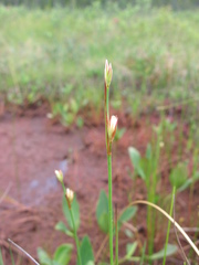 Juncus stygius