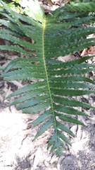 Blechnum brasiliense