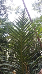 Blechnum brasiliense