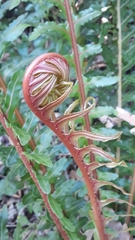 Neoblechnum brasiliense