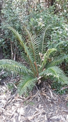 Neoblechnum brasiliense