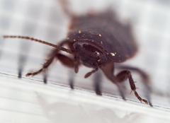 Loboptera canariensis