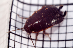 Loboptera canariensis