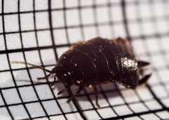 Loboptera canariensis