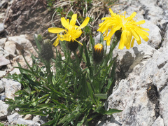 Crepis terglouensis