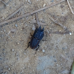 Erichius vittatus vittatus